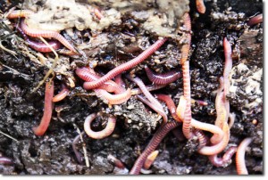angelo_why_ff_worms
